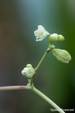 Flower and fruit